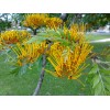 Fresh Silky Oak (Grevillea robusta), 20 seeds