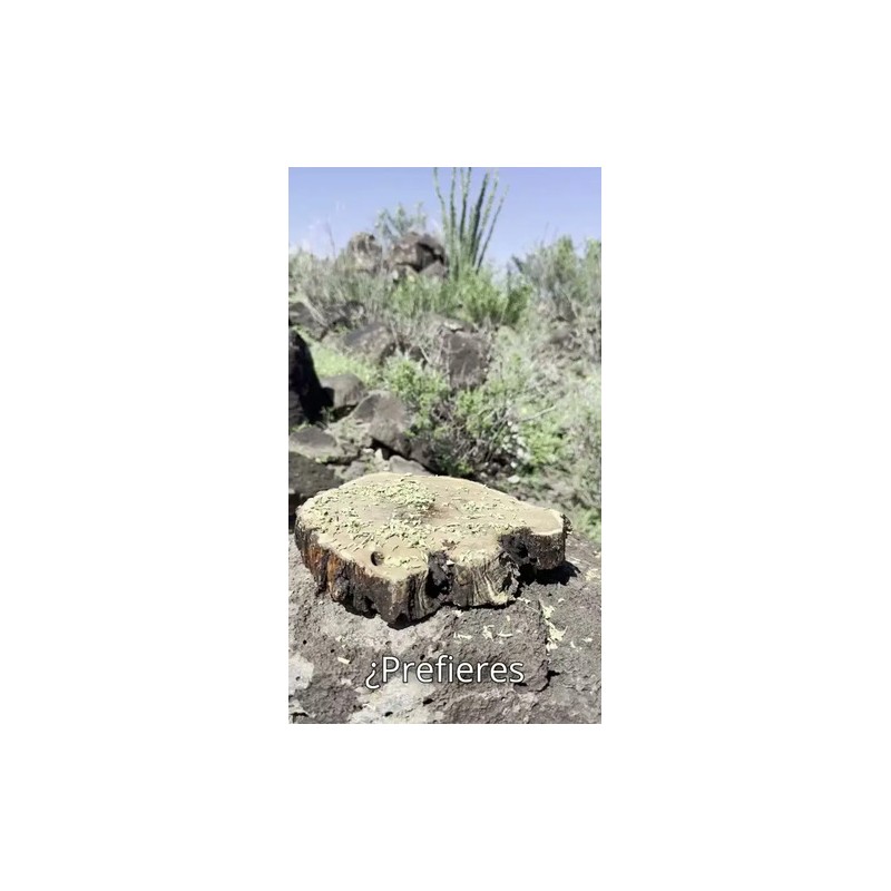 Aceite De Orégano Y Aceite De Coco En Capsulas 100