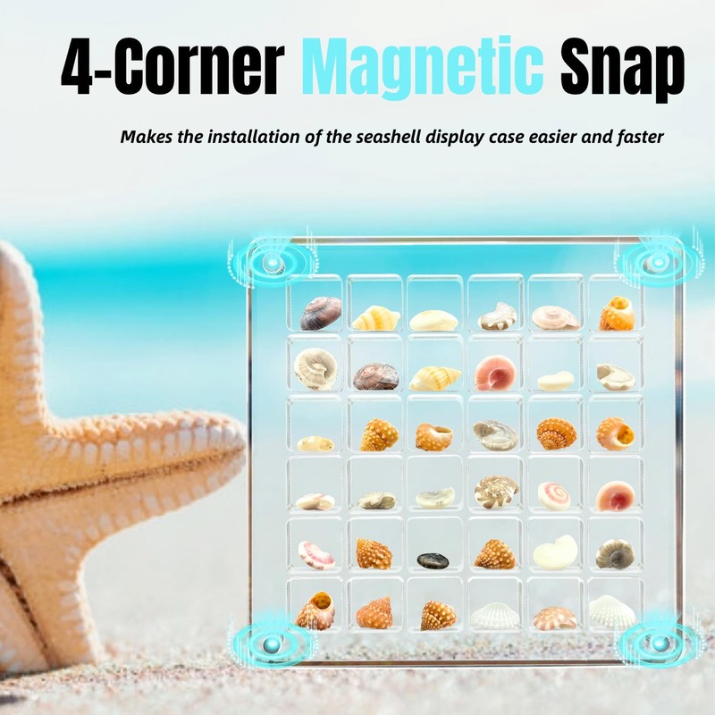 JINYEAH Seashell Display Box with 36+ Shells【Crystal Clear】 Shell Display