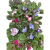 Novelty African Violet - 4" Pot - Best Blooming Plant