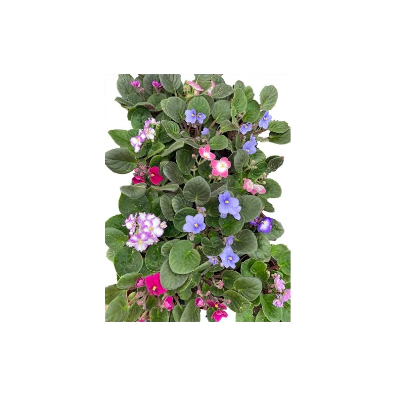 Novelty African Violet - 4" Pot - Best Blooming Plant