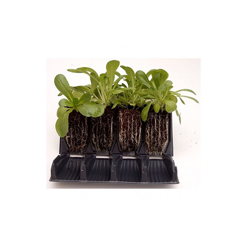 Haxnicks Rapid Rootrainers 32 Cell Pack