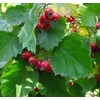 Crataegus mollis (Downy Hawthorn) Tree Seed, Fragrant, 5-petaled, White Flowers,