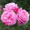 Heirloom Roses Rose Plant - Parfuma® Summer Romance Pink Rose