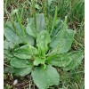 1000+ Organic Broadleaf Plantain Seeds ~ Plantago major *Free US