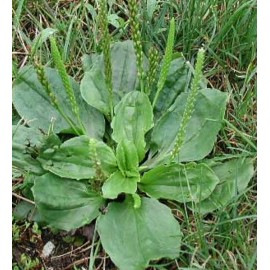 1000+ Organic Broadleaf Plantain Seeds ~ Plantago major *Free US shipping*