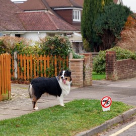 Plug-in Sign "Hier ist kein Hundeklo!", Pack of 2, 30.75 x 15 cm, 2.7 mm Thick PVC Sign with Ground Spike, Warning Dog Toilet Prohibited Stake, Safety Sign Prohibition Dog, Dog Waste Warning Sign