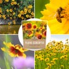 Plains Coreopsis Seeds – Native Flowers – Extra Large Packet