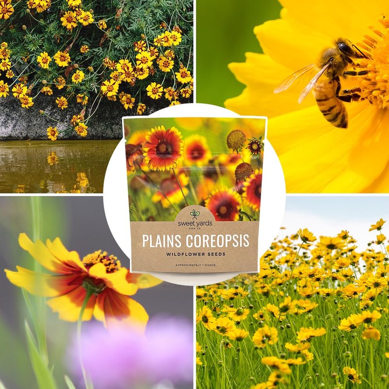 Plains Coreopsis Seeds – Native Flowers – Extra Large Packet