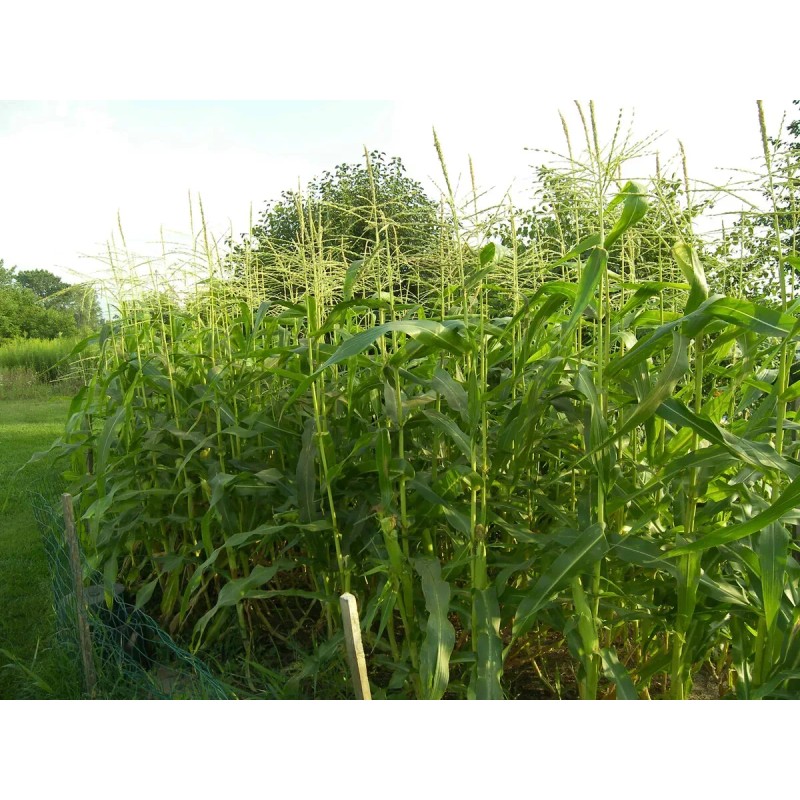 HSC Peaches & Cream SWEET Corn Seeds | Non-GMO |