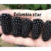 ProFig Columbia Star-Blackberr