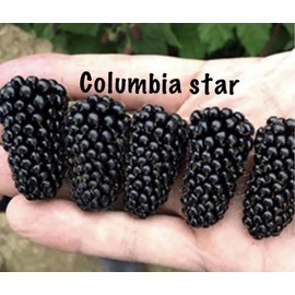 ProFig Columbia Star-Blackberr