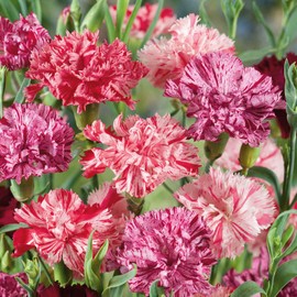 Carnation Seeds - Picotee Mix - Packet - Pink Flower Seeds, Heirloom Seed, Open Pollinated Seed Attracts Bees, Attracts Butterflies, Attracts Pollinators, Edible, Fragrant, Container Garden