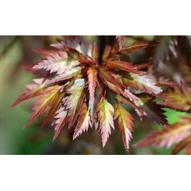 Feather Leaf Japanese Maple 3 - Year Live Plant
