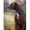 Jack & Russell Balu Neoprene Padded Dog Collar Various Sizes