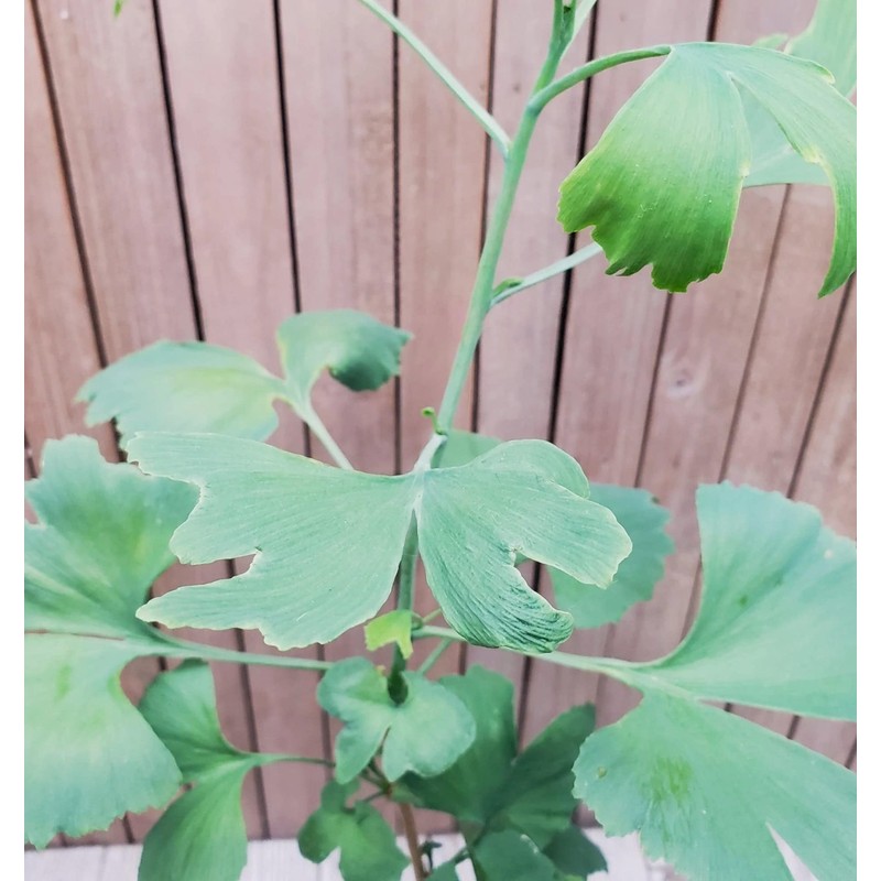 Planet Desert Ginkgo biloba