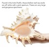 Large White Murex Ramosus Natural Conch Seashell Rare Real Aquarium
