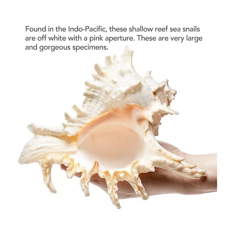 Large White Murex Ramosus Natural Conch Seashell Rare Real Aquarium