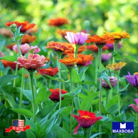 Maxboba Zinnia Seeds Dahlia Flowered Mixture Non-GMO - 250 Seeds