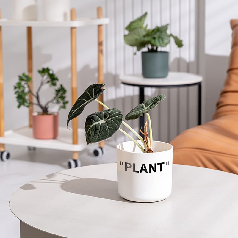 TwoDays Off-White Inspired Sneaker Planter, Hypebeast Room Decor, Small 5