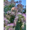 mimosa Dried Silk Mimosa Tree Pink Flowers Leafs Tea Tincture