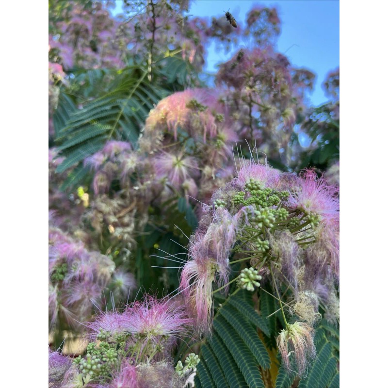 mimosa Dried Silk Mimosa Tree Pink Flowers Leafs Tea Tincture