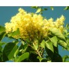 PeavyTailor 50 Yellow Lilac Seeds Fragrant Flower Shrub Bush Japanese