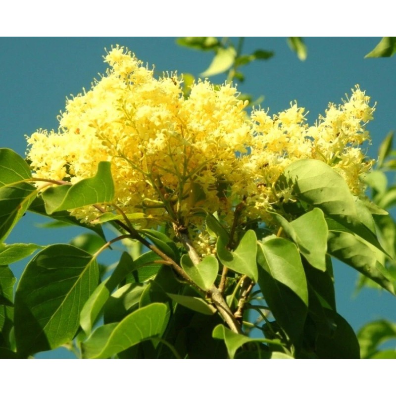 PeavyTailor 50 Yellow Lilac Seeds Fragrant Flower Shrub Bush Japanese