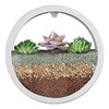 Round Wall Planter - Clear Vase Air Plants Holders |