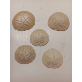 SAND DOLLARS SHELL Pacific Ocean Coast Seashell Angels inside!