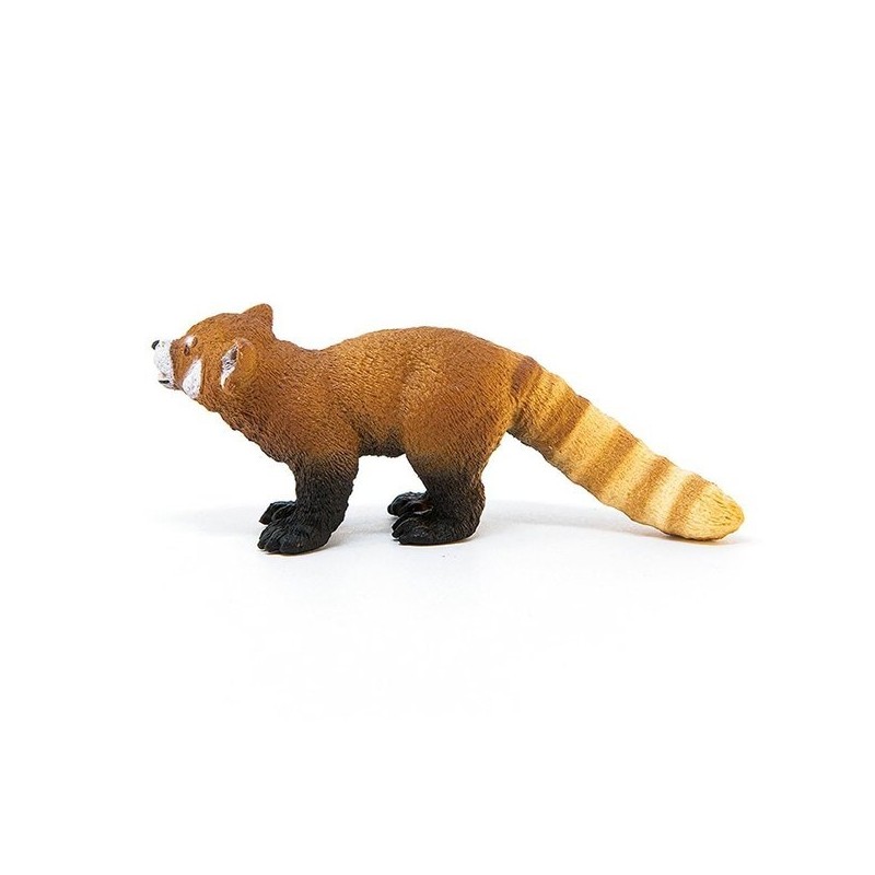 Raccoon Panda / 너구리판다