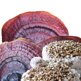 Micelio de Hongo Reishi FUNSET (1 kg)  Semilla de Inóculo Profesional en Sorgo  Genética de Alta Pureza para Cultivo Adaptógeno (Ganoderma lucidum)...
