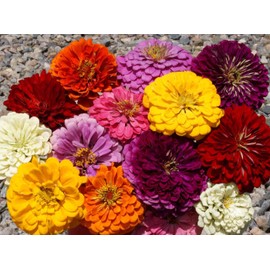 Zinnia Seeds, Giant Dahlia Flowered Mix, Pack of 1,500 Seeds by SeedsGo