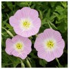 Everwilde Farms - 1 Oz Showy Evening Primrose Native Wildflower