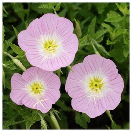 Everwilde Farms - 1 Oz Showy Evening Primrose Native Wildflower Seeds - Gold Vault