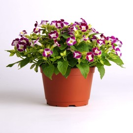 Outsidepride 100 Seeds Annual Burgundy Torenia Wishbone Flower Seeds for Planting