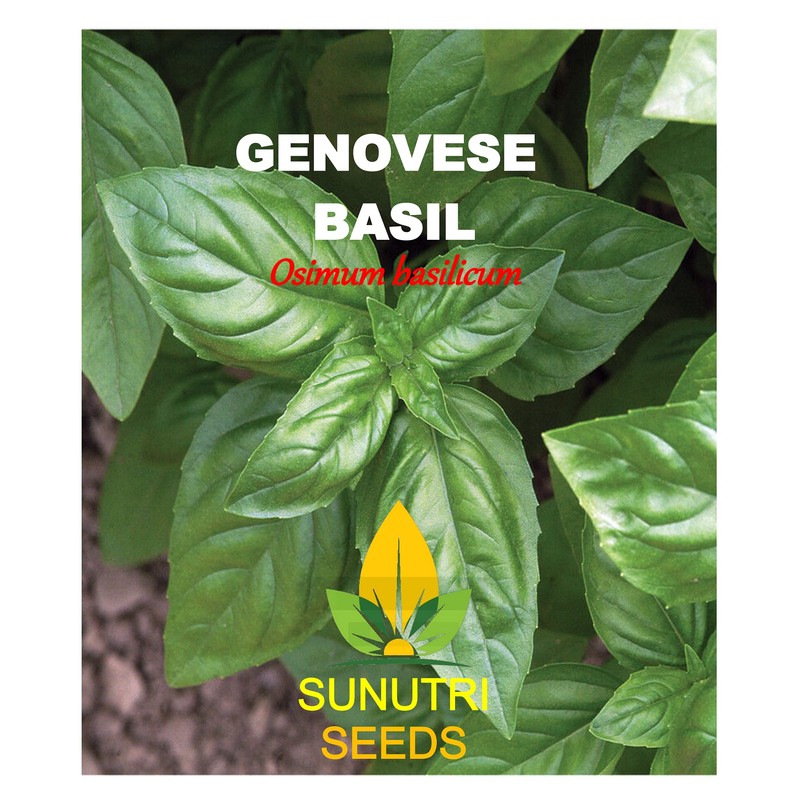 Basil Seeds, Genovese, 250+ Heirloom, Non GMO Seeds, Ocimum basilicum.