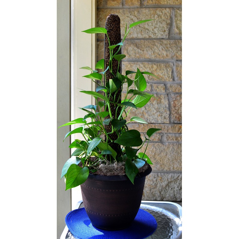 Mosser Lee Sphagnum Moss Pole for Indoor Plants, Monstera Moss