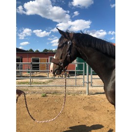 Cold-Blood Padded Halter for Horses Xfull, with Fleece, Halter for Horses, Black, 2 Adjustable Way (Brown, Thoroughbred (Cob))