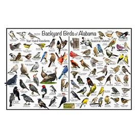 Where's Wildlife Backyard Birds of Alabama Bird Identification Poster Divided into Year-round Residents and Seasonal Visitors - Birdwatching Nature Chart (8" x 12")