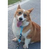 Mystercome Slip Collar, Dog Choker Collar, Nylon Dog Training Collar