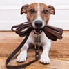 Mipcase 10pcs Retro Brass Cat and Dog Bells Wear-Resistant Pet