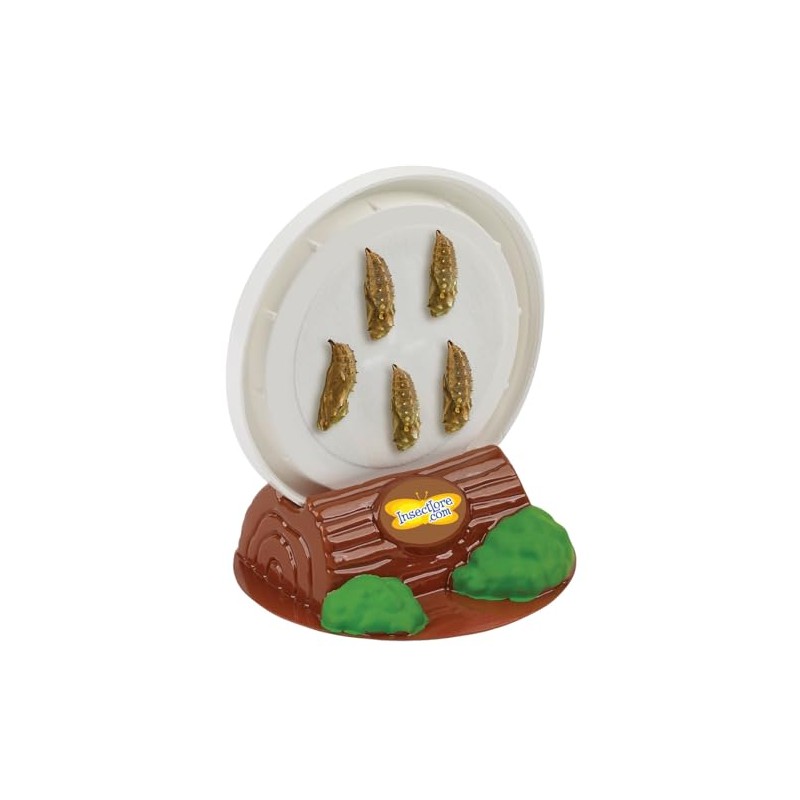 Insect Lore Funtastic 4 Cups of Caterpillars