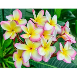 Mixed Color Plumeria Seeds for Planting Tropical Frangipani Rainbow Flower Seed Easy to Grow Colorful Blooms Perennial Patio Balcony Garden Rubra (10, Plumeria Seeds)