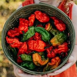 Ghost (Bhut Jolokia) Chile Pepper - 10 Seeds - Heirloom & Open-Pollinated Variety, Super-hot Chili Peppers, Non-GMO Vegetable Seeds for Planting Outdoors in The Home Garden, Thresh Seed Company