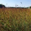Outsidepride Tall Native Grass Seed Mix of Bluestems, Switchgrass, &