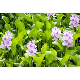 Water Hyacinth | Live Floating Pond Plants for Water Gardens (1 Water Hyacinth)