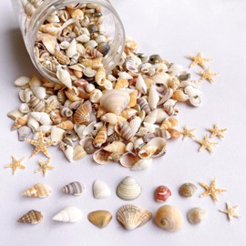 1200 PCS Tiny Sea Shells &10 Small Starfish - Mixed Ocean Beach Spiral Seashells for Fish Tank and Vase Filler, Beach Theme Party, Wedding Decor - DIY Craft Supplies