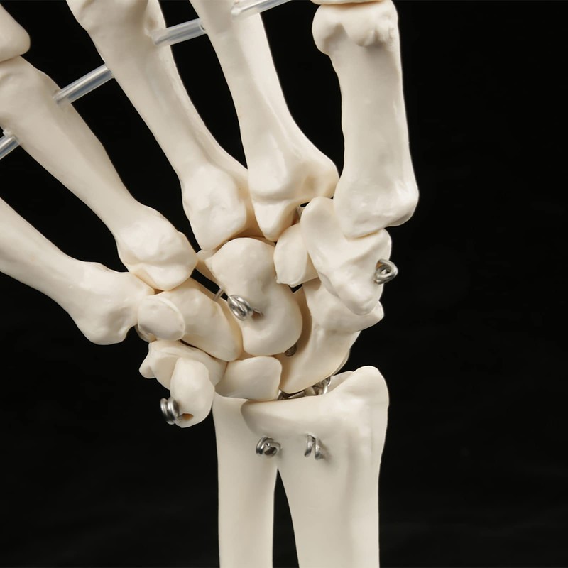 Skeleton Hand Model Human Wrist Medical Anatomical Study Skeleton Model