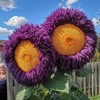 700+ Sunflower Seeds for Planting - Giant Teddy Bear Sunflower